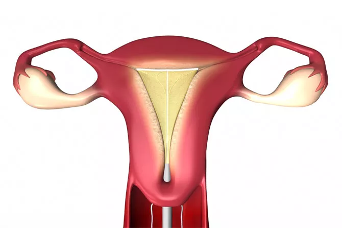 Image de l’utérus humain illustrée